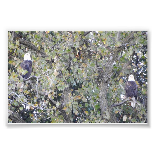Dubbla Eagle Fototryck (Framsidan)