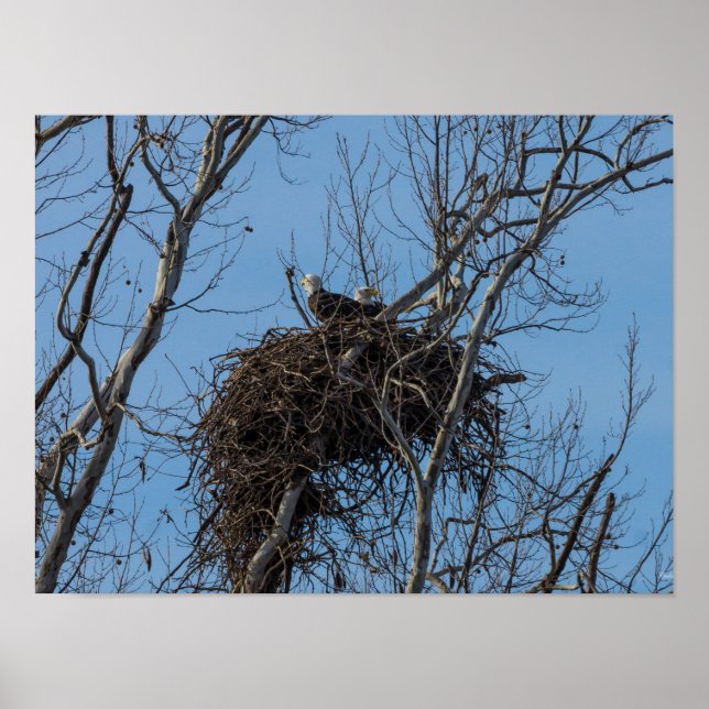 Dubbla Eagle-problem Poster (Framsidan)