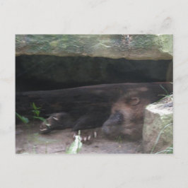 Dubbla-exponerade Wolverine Rests, visar Klo Vykort