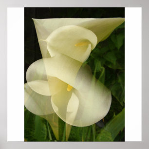 Dubbla Exposure Calla Lily Poster