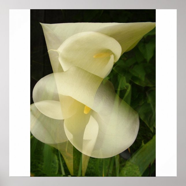 Dubbla Exposure Calla Lily Poster (Framsidan)