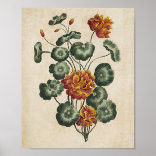 Dubbla för botaniska Blommigtar i vintage Skriv ut Poster