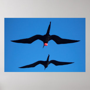 Dubbla Frigatfåglar Poster
