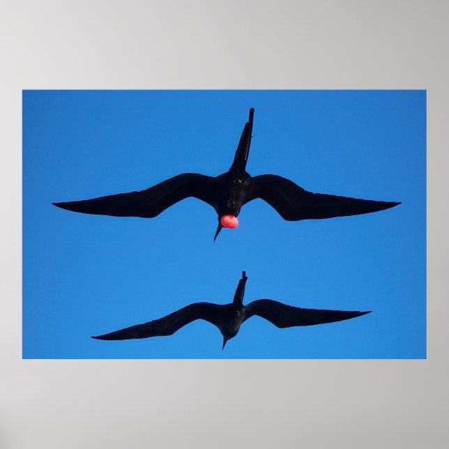 Dubbla Frigatfåglar Poster (Framsidan)