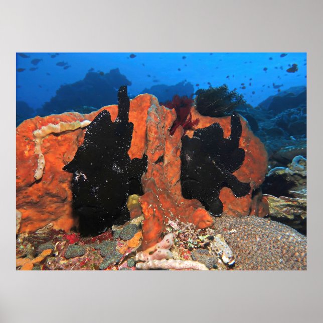Dubbla Giant Frogfish Poster (Framsidan)
