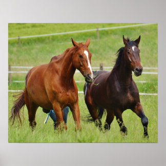 Dubbla hästar poster