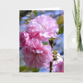Dubbla körsbärblommar kort