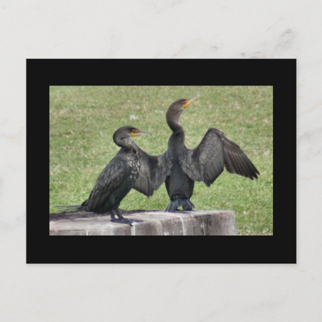 Dubbla krönad Cormorantfotovykort Vykort (Framsida)