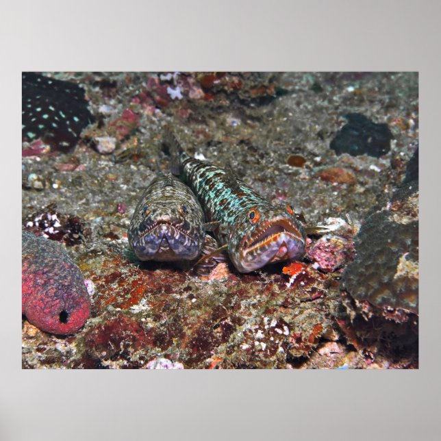 Dubbla Lizardfish Poster (Framsidan)