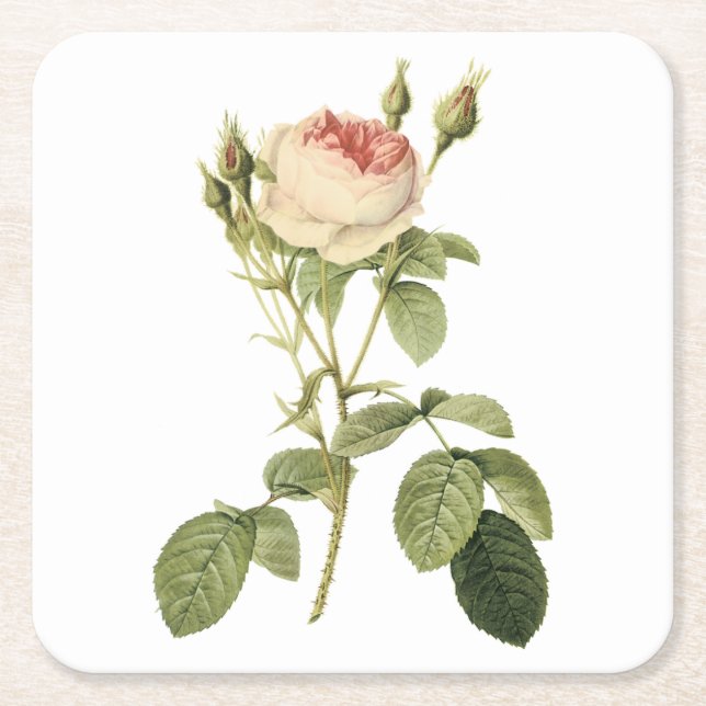 dubbla moss ro av Redouté Underlägg Papper Kvadrat (Framsidan)