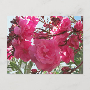 Dubbla Oleander 1 Vykort