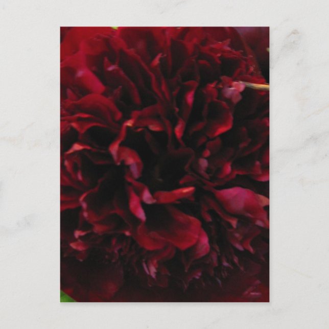 Dubbla Peony Tulip-vykort Vykort (Framsida)