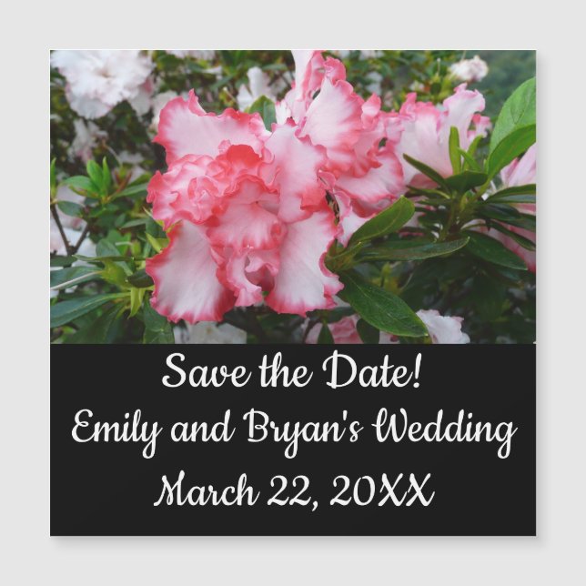 Dubbla Red and White Azaleas Vår Blommigt (Framsida)