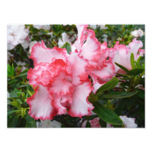 Dubbla Red and White Azaleas Vår Blommigt Fototryck