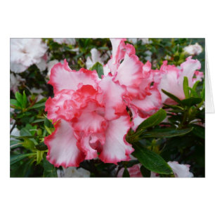 Dubbla Red and White Azaleas Vår Blommigt Hälsningskort