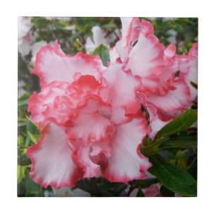 Dubbla Red and White Azaleas Vår Blommigt Kakelplatta