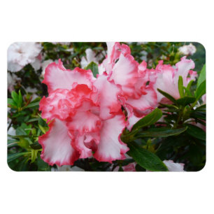 Dubbla Red and White Azaleas Vår Blommigt Magnet