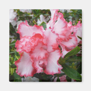 Dubbla Red and White Azaleas Vår Blommigt Magnet