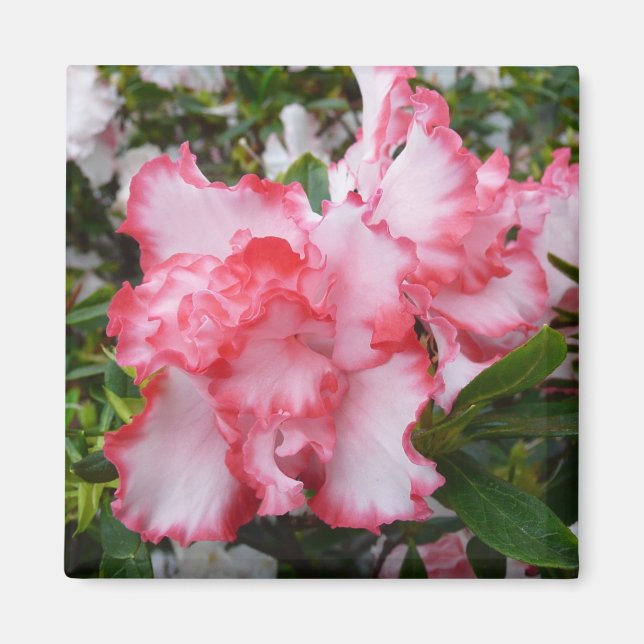 Dubbla Red and White Azaleas Vår Blommigt Magnet (Framsidan)