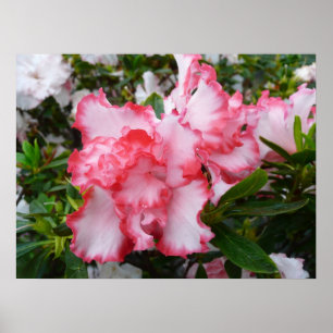 Dubbla Red and White Azaleas Vår Blommigt Poster