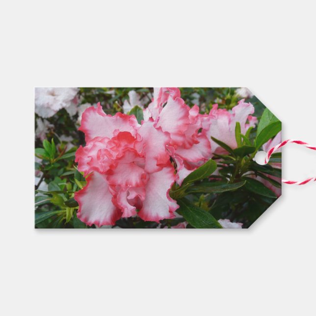 Dubbla Red and White Azaleas Vår Blommigt Presentetikett (Framsidan (Horizontal))