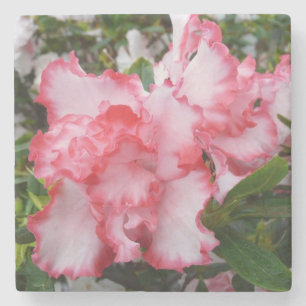 Dubbla Red and White Azaleas Vår Blommigt Underlägg Sten
