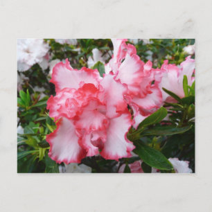 Dubbla Red and White Azaleas Vår Blommigt Vykort