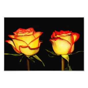 Dubbla Red och Gul ros Bloom Fototryck