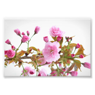 Dubbla Rosa Cherry-Blommar i Välkomna Vår Fototryck