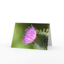 Dubbla Rosa Cherry-Blommar i Välkomna Vår