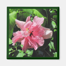 Dubbla Rosa Hibiscus med regndroppar Magnet