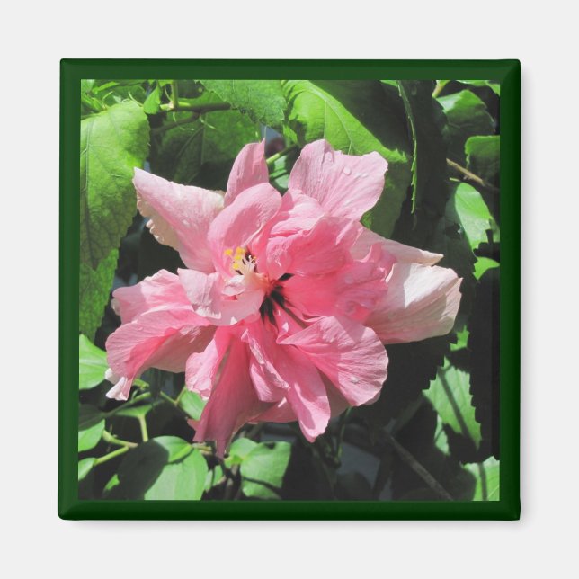 Dubbla Rosa Hibiscus med regndroppar Magnet (Framsidan)