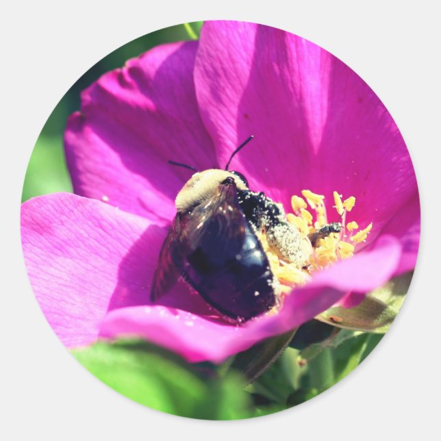 Dubbla Runt Klistermärke (Framsida)