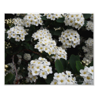 Dubbla Spiraea Fototryck