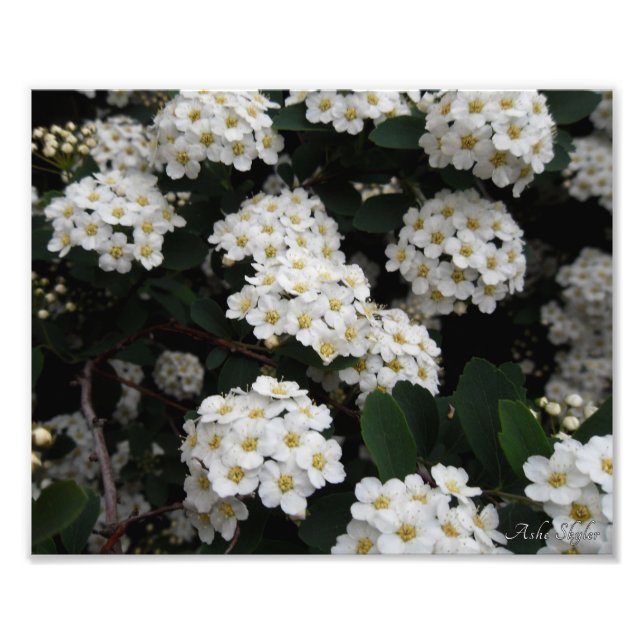 Dubbla Spiraea Fototryck (Framsidan)
