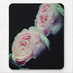 Dubbla Ta Rosa ros blomma Musmatta