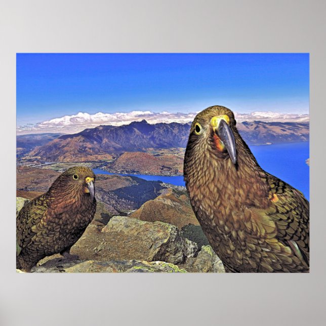 Dubbla Trouble Keas Poster (Framsidan)