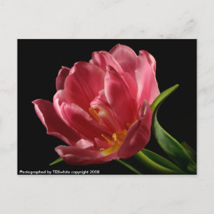 Dubbla Tulip Blooms Vår Flower vycard Vykort