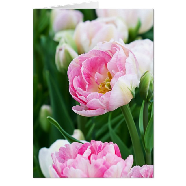 Dubbla Tulips Vår Garden Tillfällen Hälsningskort (Framsidan)