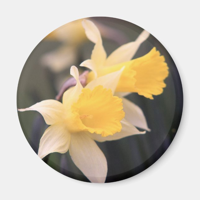 Dubbla Vild Daffodil Magnet (Framsidan)