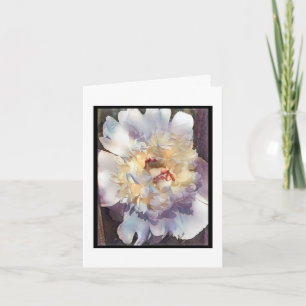 Dubbla vit Peony med rosa kant Greeting Card Kort