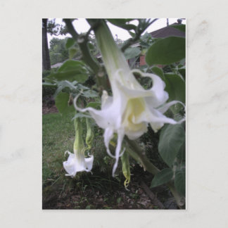 Dubbla White Brugmansia Vykort