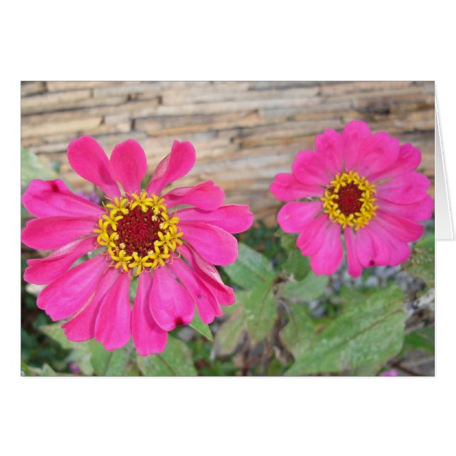 Dubblans rosa blomstrar OBS kort (Framsidan Horizontal)