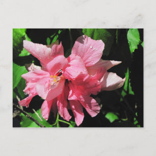 Dubblans Rosa Hibiscus vykort