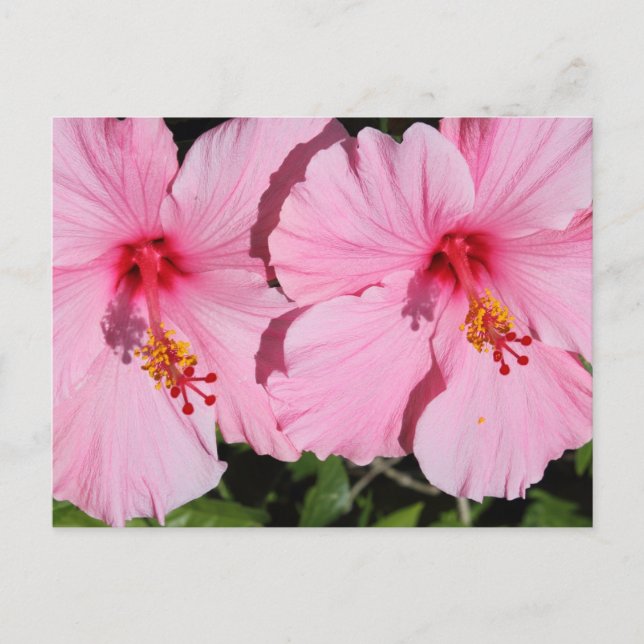 Dubblans Rosa Hibiscus vykort (Framsida)