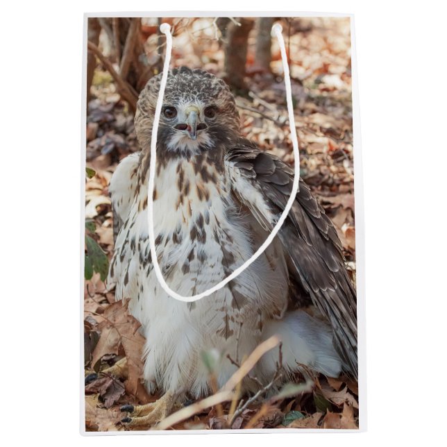 Dubblerad röd Tailed hök (Framsidan)