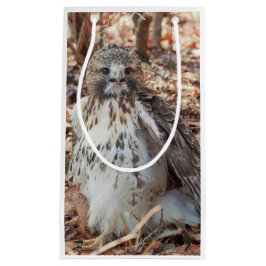 Dubblerad röd Tailed hök