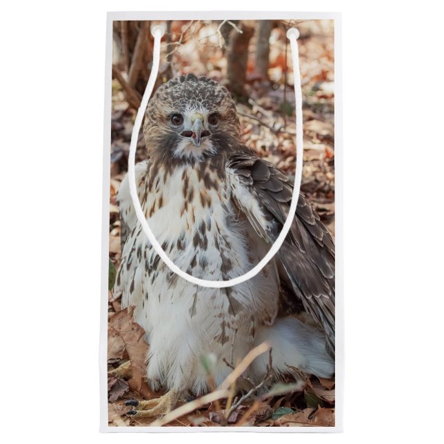 Dubblerad röd Tailed hök (Framsidan)