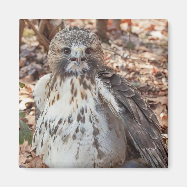 Dubblerad röd Tailed hök Magnet (Framsidan)