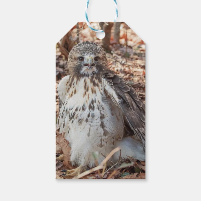 Dubblerad röd Tailed hök Presentetikett (Framsidan)